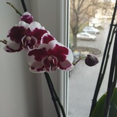 Роскошная орхидея, три ствола, начала цвести