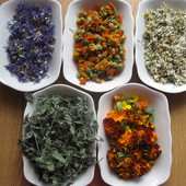 лекарственные травы на выбор - порадуйте себя натуральным чаем:)