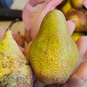 Домашні груші солодкі лот 5 кг