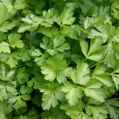 Петрушка Листкова. Скоростиглий сорт, ароматна!!велика упаковка!