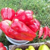 Перець Велетень