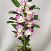 Дендробіум. Dendrobium nobile, живёшь.