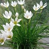 Зефірантес білий (цибулини 4 шт.)