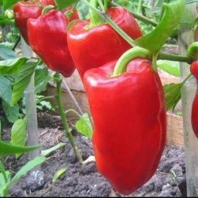 Фото №1 class=