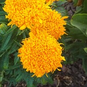 Домашнє насіння чорнобривців хризантемовидних