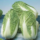 Bejo. Капуста пекінська Маноко F1. Зможе виростить навіть новачок.