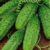 Огурец Конкурент .40 шт. Корнишонный сорт проверенный временем!!!