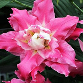 Лілія Dreamline - 14/16