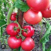 Томат Малиновий дзвін, 20 насінин