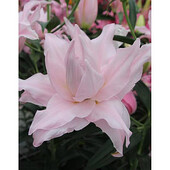 Лілія Амістад 14/16