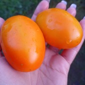 БЕЗрозсадний,ранньостиглий томат Руда лисиця,30 насінин