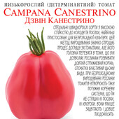 томат Безрозсадний! Дзвони канестріно, 25 насінин,