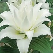 Лілія Май Веддінг–12/14