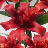 Лилия Red Twin лот 1шт 16/18