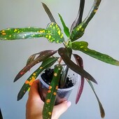 Кротон Golden Glow(Голден глоу) колекційний вид