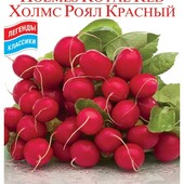 Редис Холмс Роял Червоний. 200 шт! Всесезонний сорт , соковитий, солодкий