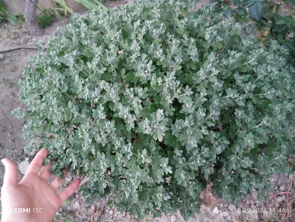 Фото №4