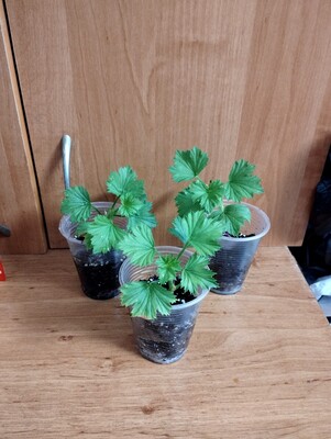 Фото №3