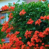 Яскрава ліана - Кампсис помаранчевий "Speciosa" Лот - 3кущики(корінці)