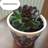 Молодило. Каменная роза. Сукулент