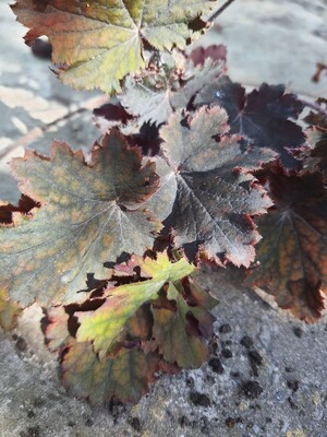 Фото №2
