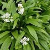 Насіння Черемша (0,05 г) Природний часниковий аромат у зелені