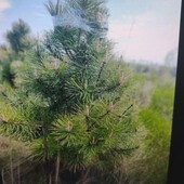 сосна жива з корінням 10штук по 40 см