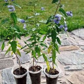 каріоптеріс Kew Blue у горщику 0,5л,  40+см, цьогоріч квітував