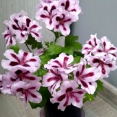 Укоренённый черенок королевской пеларгонии