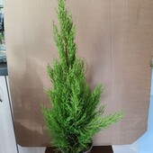 Кипарис комнатный / Купрессус