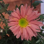 Хризантема лососева кузова