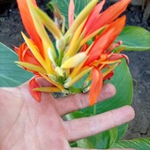 Канна мандарин оранжевая клубень