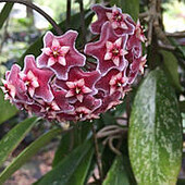 Hoya pubicalyx 'у горщику
