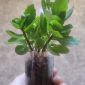 Каланхое рожевий