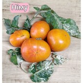 Томат гном Німу ( Dwarf Nimue )