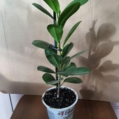Фикус. Сорт Мокламе.