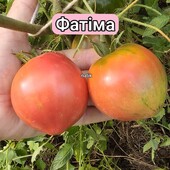 Томат Фатіма