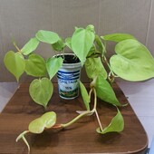 Филодендрон 'Lemon Lime'